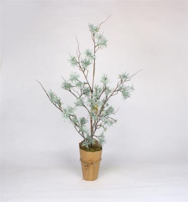 Alberi di cedro di Natale in vaso di carta